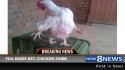 KFC Farms Raided