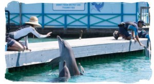 Dolphin