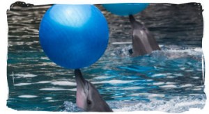 Close down Seaworld