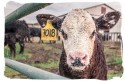 sustainability of animal agriculture