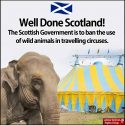 Scotland ban wild animal ban at circuses