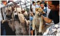 Yulin Dog Meat Festival