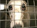 greyhound banned