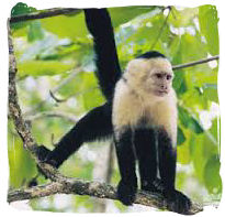 Costa Rica Zoo closing