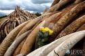 France Ban Ivory