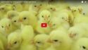 This is where your eggs come form